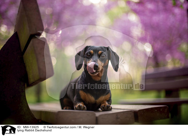 liegender Kaninchendackel / lying Rabbit Dachshund / MW-13925