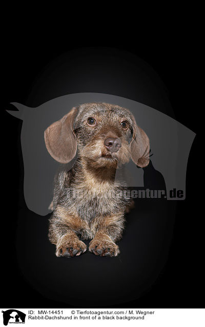 Kaninchendackel vor schwarzem Hintergrund / Rabbit-Dachshund in front of a black background / MW-14451