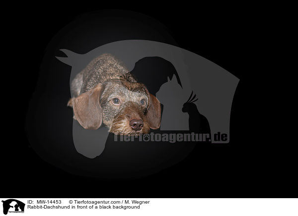 Kaninchendackel vor schwarzem Hintergrund / Rabbit-Dachshund in front of a black background / MW-14453