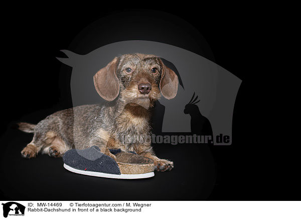 Kaninchendackel vor schwarzem Hintergrund / Rabbit-Dachshund in front of a black background / MW-14469
