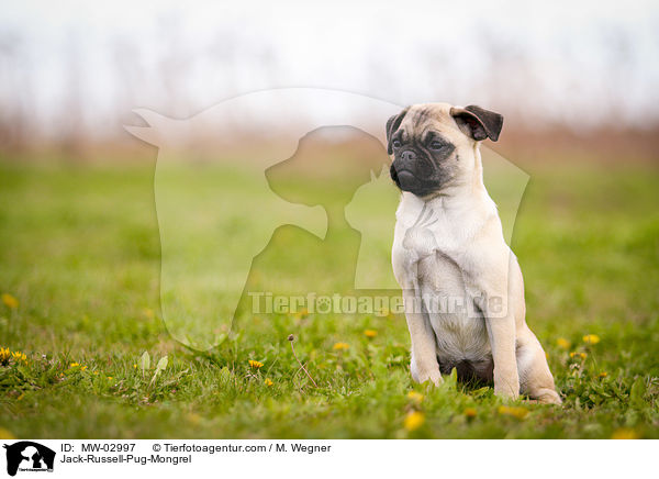 Rassmo / Jack-Russell-Pug-Mongrel / MW-02997