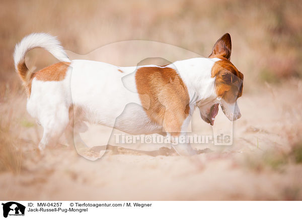 Rassmo / Jack-Russell-Pug-Mongrel / MW-04257