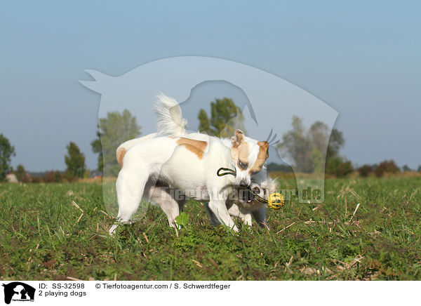 2 spielende Hunde / 2 playing dogs / SS-32598