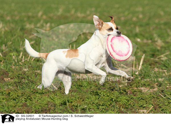 spielender Ratonero Bodeguero Andaluz / playing Andalusian Mouse-Hunting Dog / SS-32601