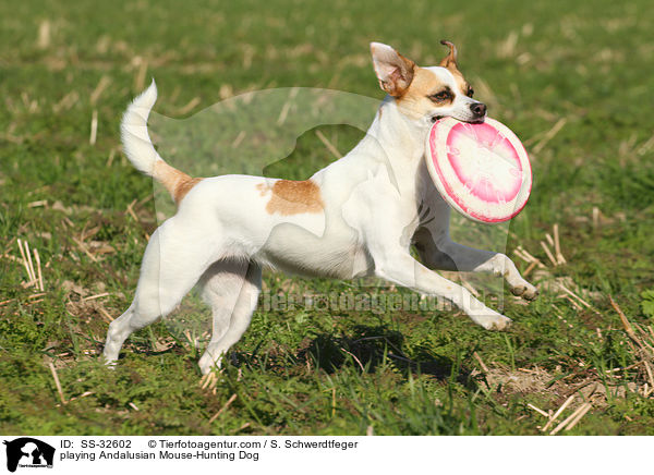 spielender Ratonero Bodeguero Andaluz / playing Andalusian Mouse-Hunting Dog / SS-32602