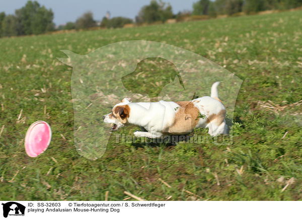 spielender Ratonero Bodeguero Andaluz / playing Andalusian Mouse-Hunting Dog / SS-32603