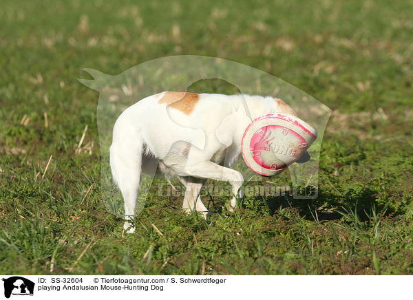 spielender Ratonero Bodeguero Andaluz / playing Andalusian Mouse-Hunting Dog / SS-32604