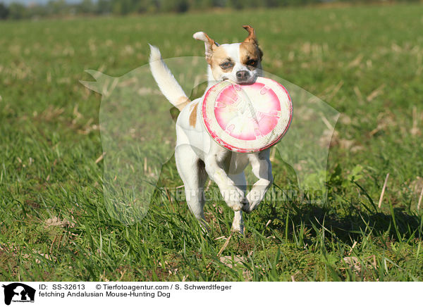 apportierender Ratonero Bodeguero Andaluz / fetching Andalusian Mouse-Hunting Dog / SS-32613