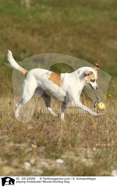 spielender Ratonero Bodeguero Andaluz / playing Andalusian Mouse-Hunting Dog / SS-32659