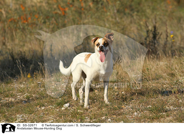 Ratonero Bodeguero Andaluz / Andalusian Mouse-Hunting Dog / SS-32671