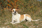 lying Andalusian Mouse-Hunting Dog