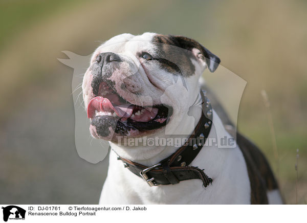 Renascence Bulldogge Portrait / Renascence Bulldog Portrait / DJ-01761