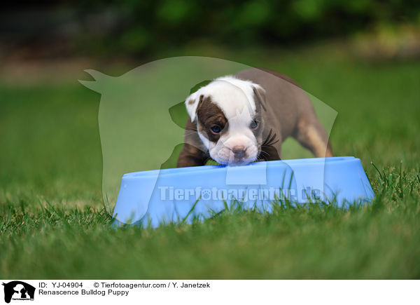 Renascence Bulldogge Welpe / Renascence Bulldog Puppy / YJ-04904