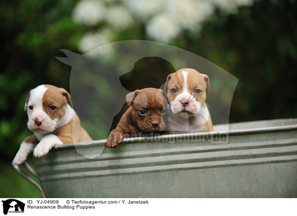 Renascence Bulldogge Welpen / Renascence Bulldog Puppies / YJ-04908