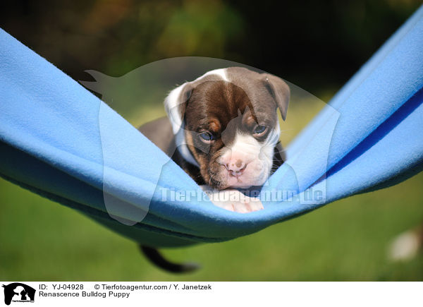 Renascence Bulldogge Welpe / Renascence Bulldog Puppy / YJ-04928