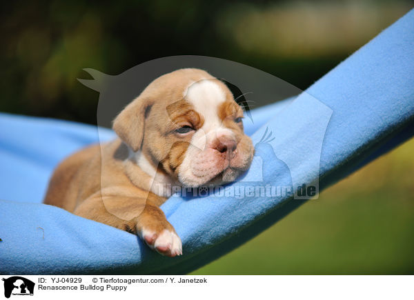 Renascence Bulldogge Welpe / Renascence Bulldog Puppy / YJ-04929