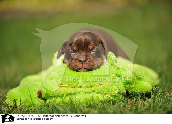 Renascence Bulldogge Welpe / Renascence Bulldog Puppy / YJ-04949