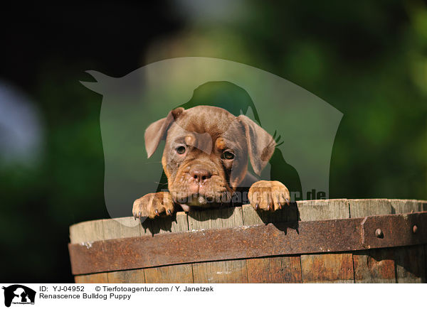 Renascence Bulldogge Welpe / Renascence Bulldog Puppy / YJ-04952