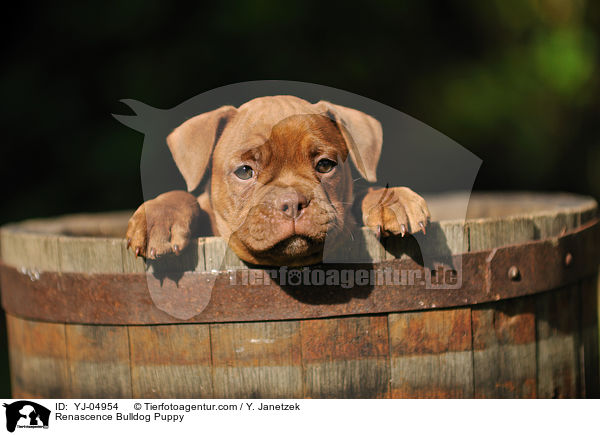 Renascence Bulldogge Welpe / Renascence Bulldog Puppy / YJ-04954