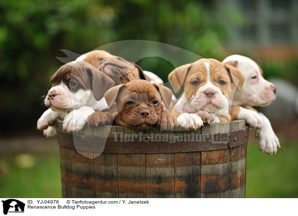 Renascence Bulldogge Welpen / Renascence Bulldog Puppies / YJ-04976