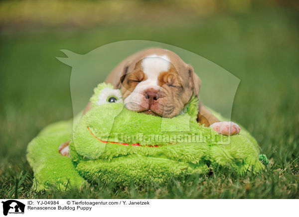 Renascence Bulldogge Welpe / Renascence Bulldog Puppy / YJ-04984