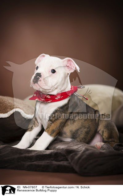 Renascence Bulldogge Welpe / Renascence Bulldog Puppy / NN-07807