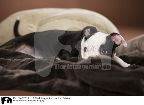 Renascence Bulldogge Welpe / Renascence Bulldog Puppy / NN-07811