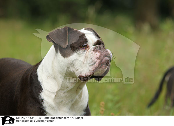 Renascence Bulldogge Portrait / Renascence Bulldog Portrait / KL-14521