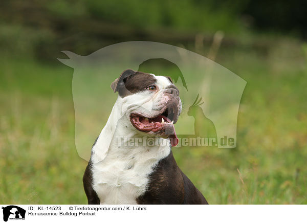 Renascence Bulldogge Portrait / Renascence Bulldog Portrait / KL-14523