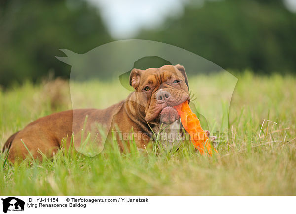 liegende Renascence Bulldogge / lying Renascence Bulldog / YJ-11154