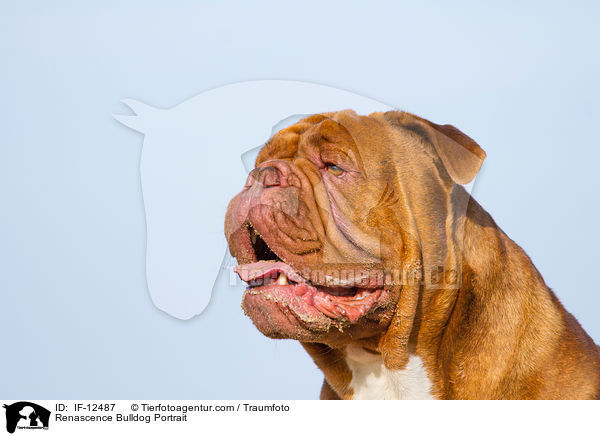 Renascence Bulldogge Portrait / Renascence Bulldog Portrait / IF-12487