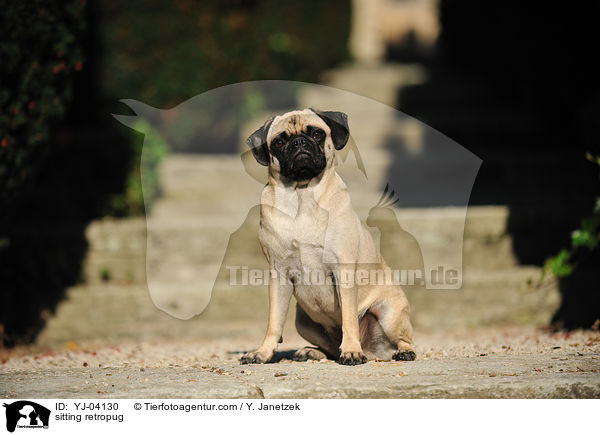 sitzender Retromops / sitting retropug / YJ-04130