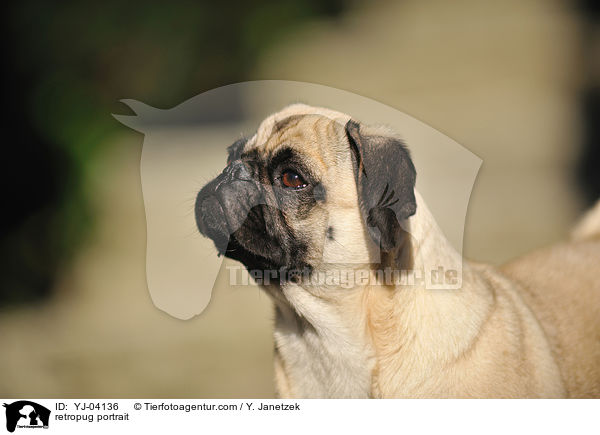 Retromops Portrait / retropug portrait / YJ-04136