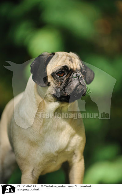 Retromops Portrait / retropug portrait / YJ-04142