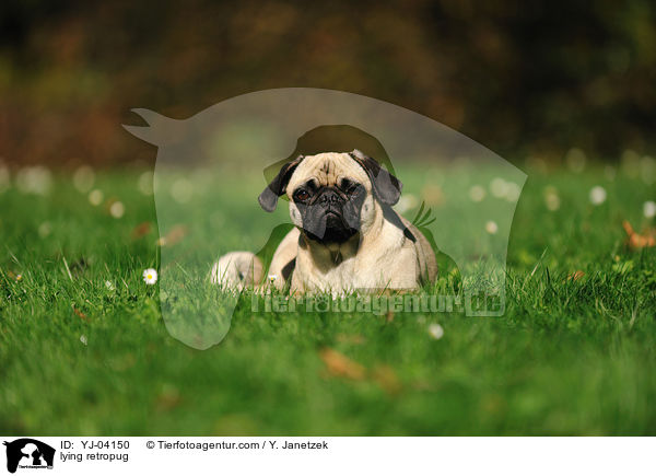 liegender Retromops / lying retropug / YJ-04150