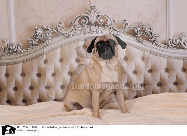 sitzender Retromops / sitting retro pug / YJ-06186