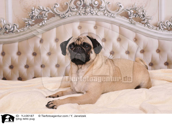 liegender Retromops / lying retro pug / YJ-06187