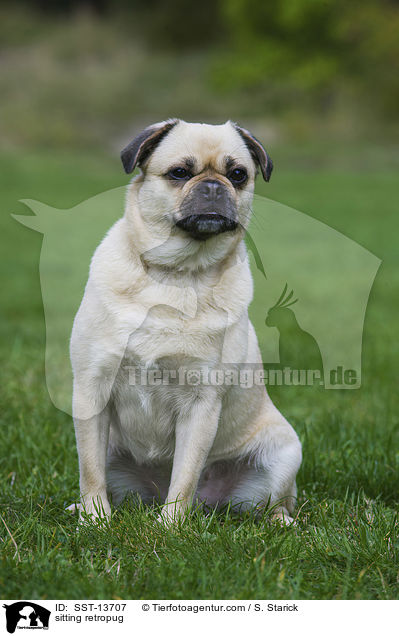 sitzender Retromops / sitting retropug / SST-13707