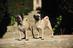 retropugs