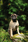 sitting retropug