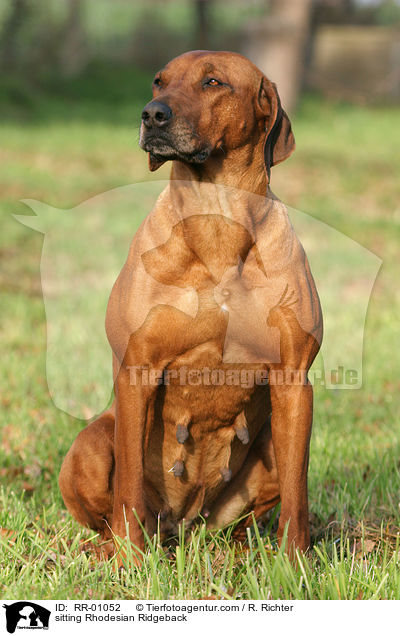 sitzender / sitting Rhodesian Ridgeback / RR-01052