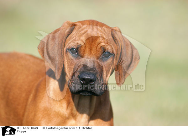 Rhodesian Ridgeback Welpe / Puppy / RR-01643