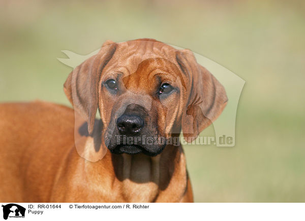 Rhodesian Ridgeback Welpe / Puppy / RR-01644