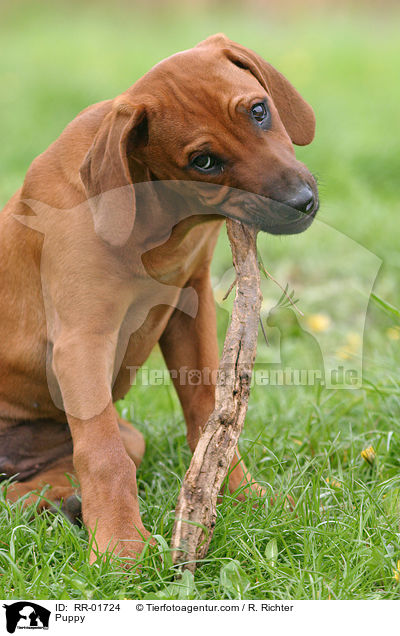 Rhodesian Ridgeback Welpe / Puppy / RR-01724