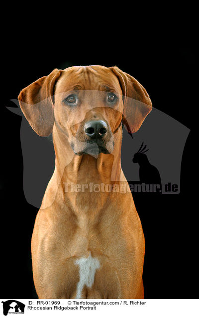 Rhodesian Ridgeback Portrait / Rhodesian Ridgeback Portrait / RR-01969