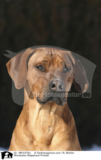 Rhodesian Ridgeback Portrait / Rhodesian Ridgeback Portrait / RR-03783