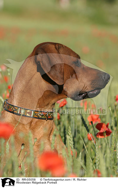 Rhodesian Ridgeback Portrait / Rhodesian Ridgeback Portrait / RR-05058