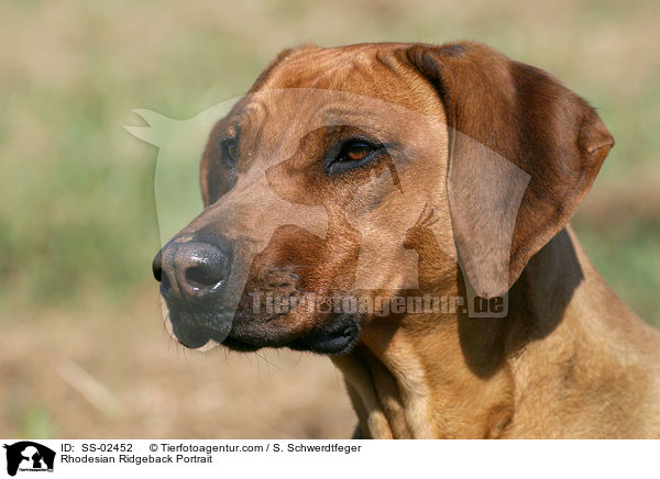 Rhodesian Ridgeback Portrait / Rhodesian Ridgeback Portrait / SS-02452