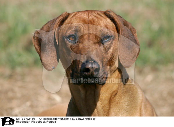 Rhodesian Ridgeback Portrait / Rhodesian Ridgeback Portrait / SS-02456