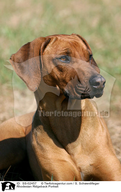 Rhodesian Ridgeback Portrait / Rhodesian Ridgeback Portrait / SS-02457